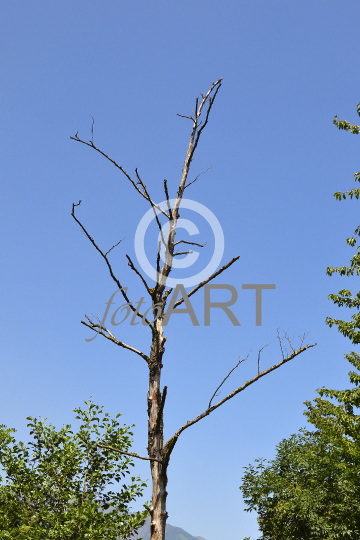 Abgestorbener Baum