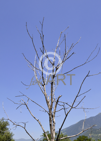 Abgestorbener Baum
