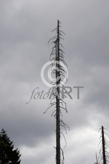 Abgestorbener Baum
