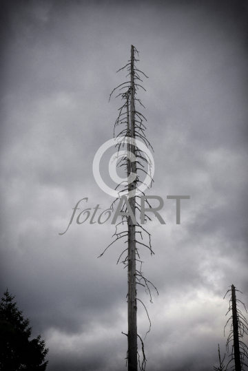 Abgestorbener Baum