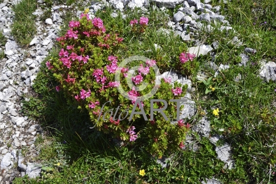 Alpenrosen