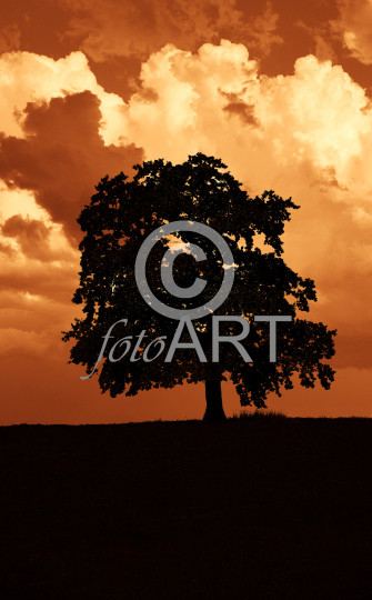 Alte Eiche im Sonnenuntergang.