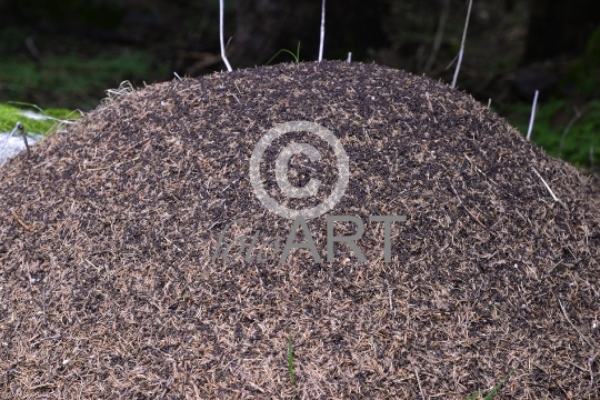 Ameisenhaufen