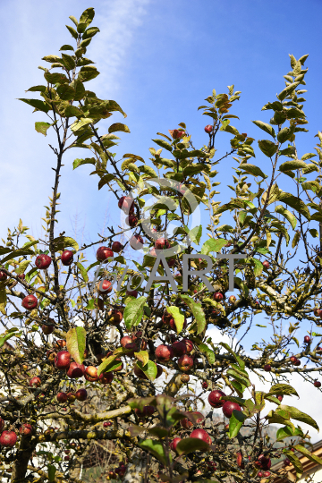Apfelbaum