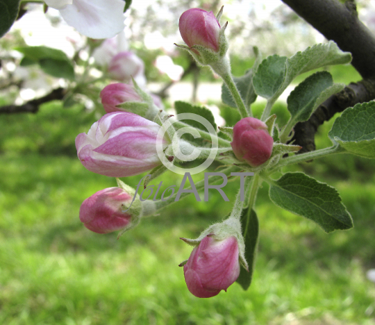 Apfelblüte