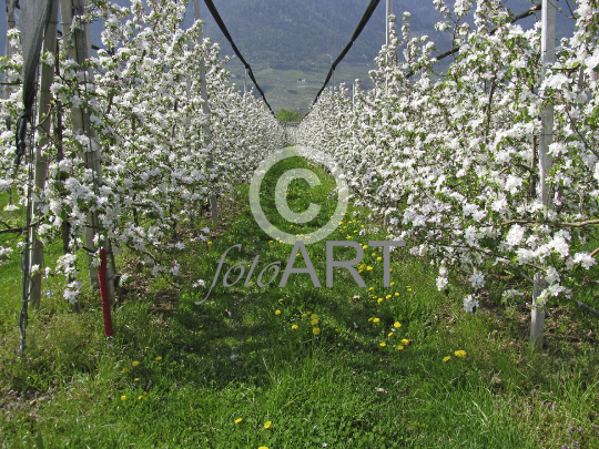 Apfelblüte