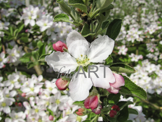 Apfelblüte