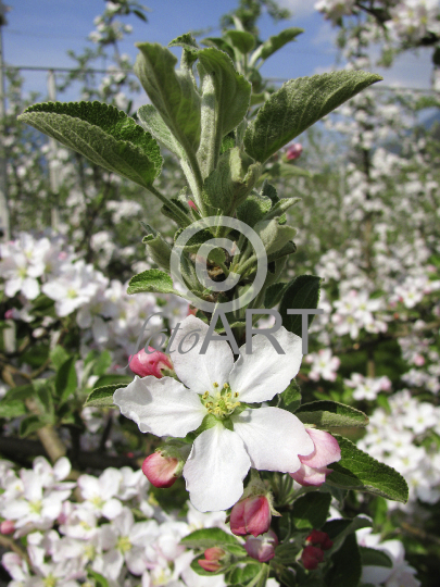 Apfelblüte