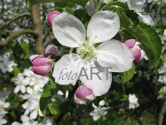 Apfelblüte