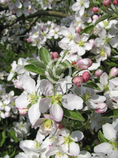 Apfelblüte