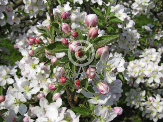 Apfelblüte