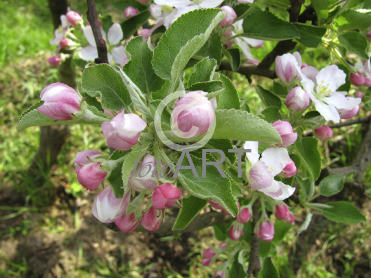 Apfelblüte