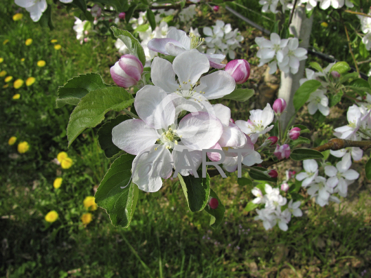 Apfelblüte