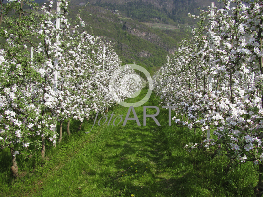 Apfelblüte in Südtirol