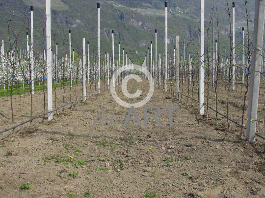 Apfelplantage