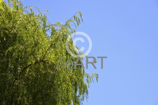 Baum, Himmel