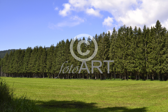 Bayerischer Wald