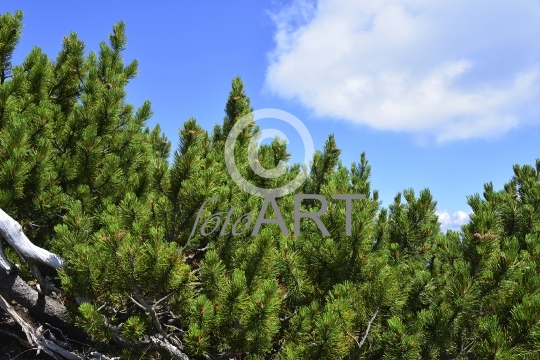 Bergkiefer