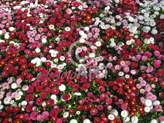 Blumenmeer