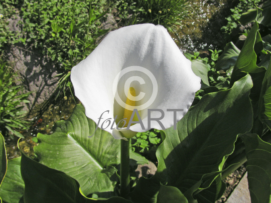 Calla