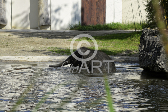 Elefantenbaby beim Baden II