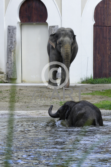 Elefantenbaby beim Baden IV