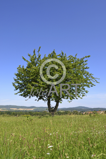 Freistehender Baum