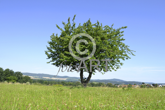 Freistehender Baum