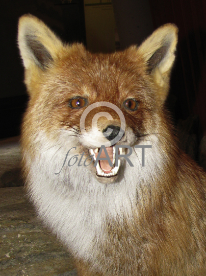 Fuchs