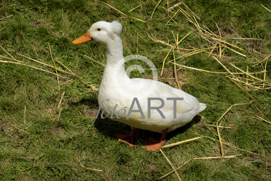 Gans