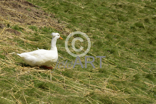 Gans