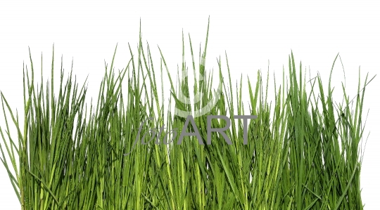 Gras, Grashalme