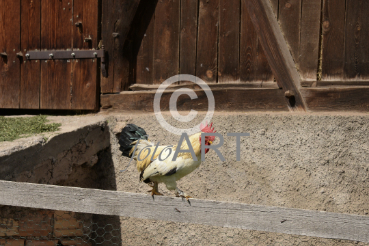 Hahn, Gockel