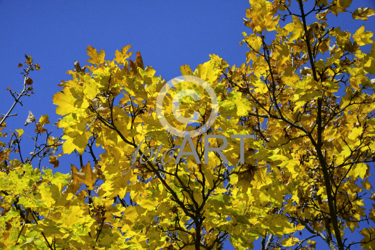 Herbstblätter