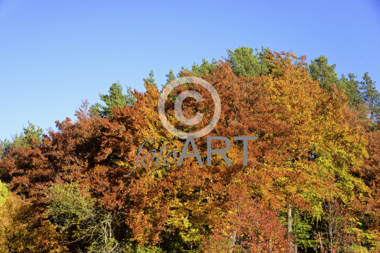 Herbstwald