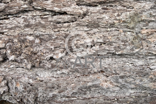 Hintergrund | Textur: Baumrinde