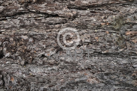Hintergrund | Textur: Baumrinde