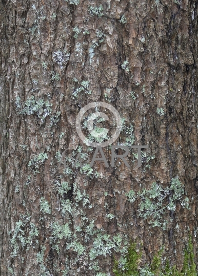 Hintergrund | Textur: Baumstamm
