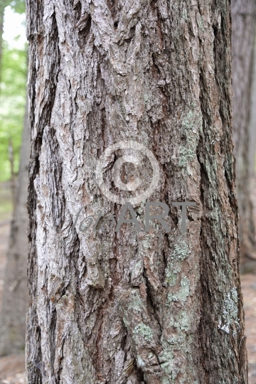 Hintergrund | Textur: Baumstamm