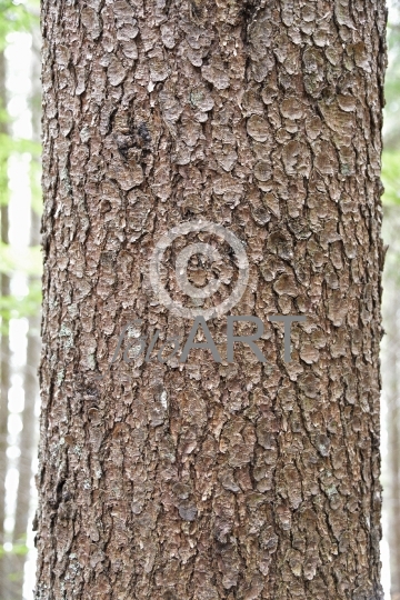 Hintergrund | Textur: Baumstamm