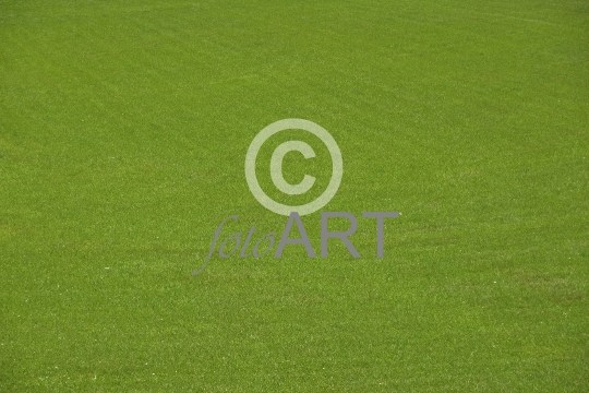 Hintergrund | Textur: Bergwiese