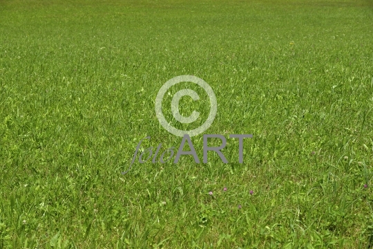Hintergrund | Textur: Bergwiese