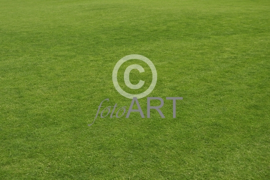 Hintergrund | Textur: Rasen