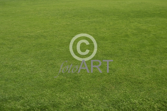 Hintergrund | Textur: Rasen