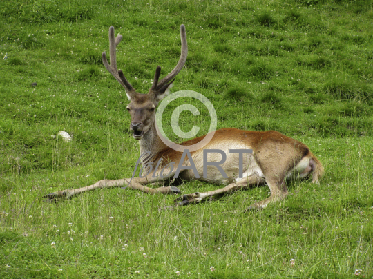 Hirsch