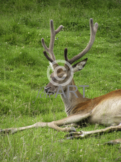 Hirsch