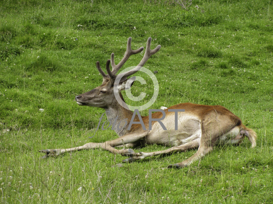 Hirsch