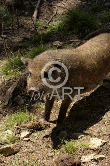 Hängebauchschwein