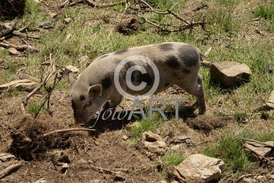 Hängebauchschwein