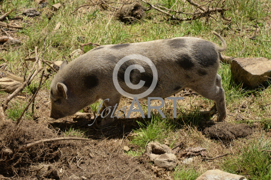 Hängebauchschwein